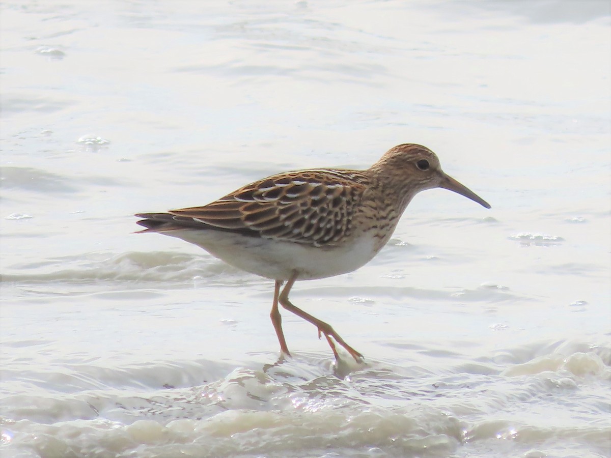 Bécasseau à poitrine cendrée - ML606078181