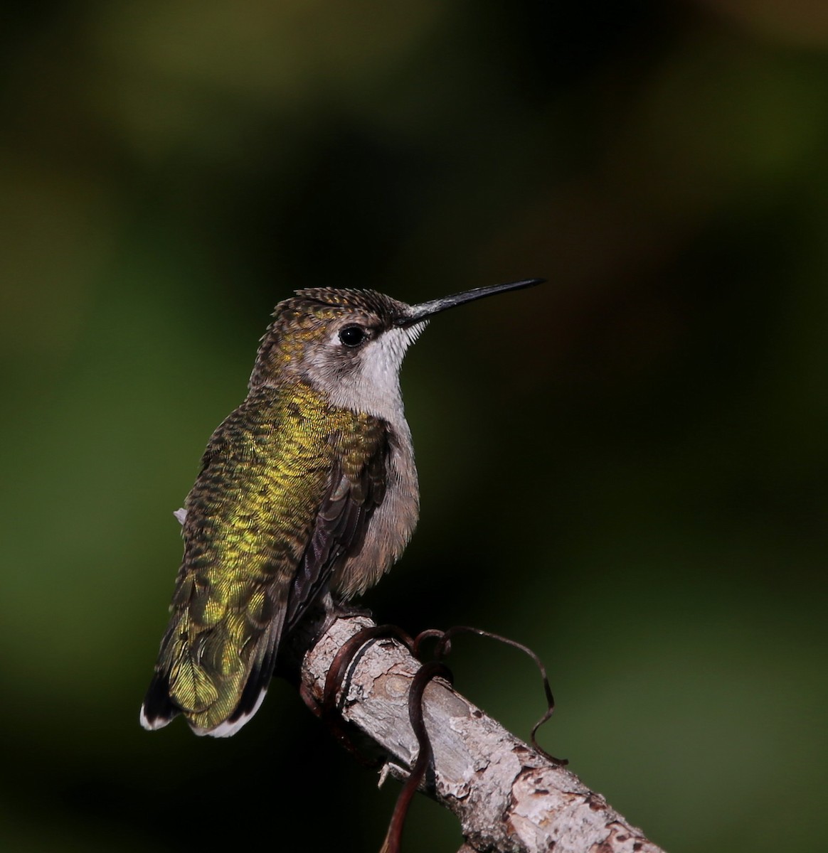 Ruby-throated Hummingbird - Yves Dugré