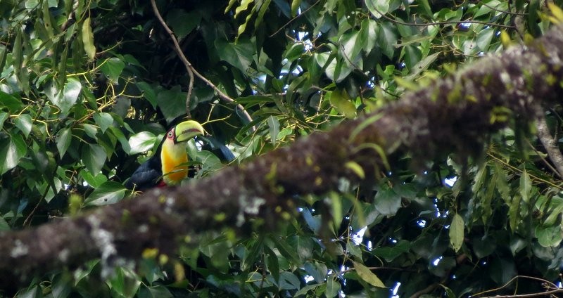 Red-breasted Toucan - Germán Gil