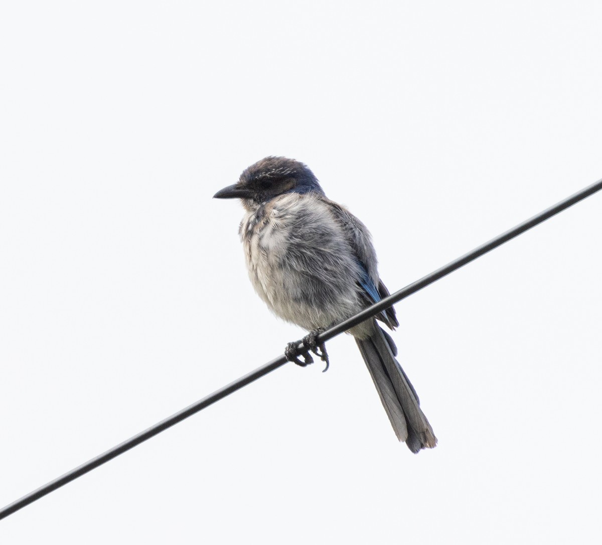 California Scrub-Jay - ML606079471