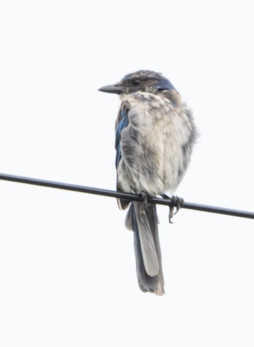 California Scrub-Jay - ML606079481