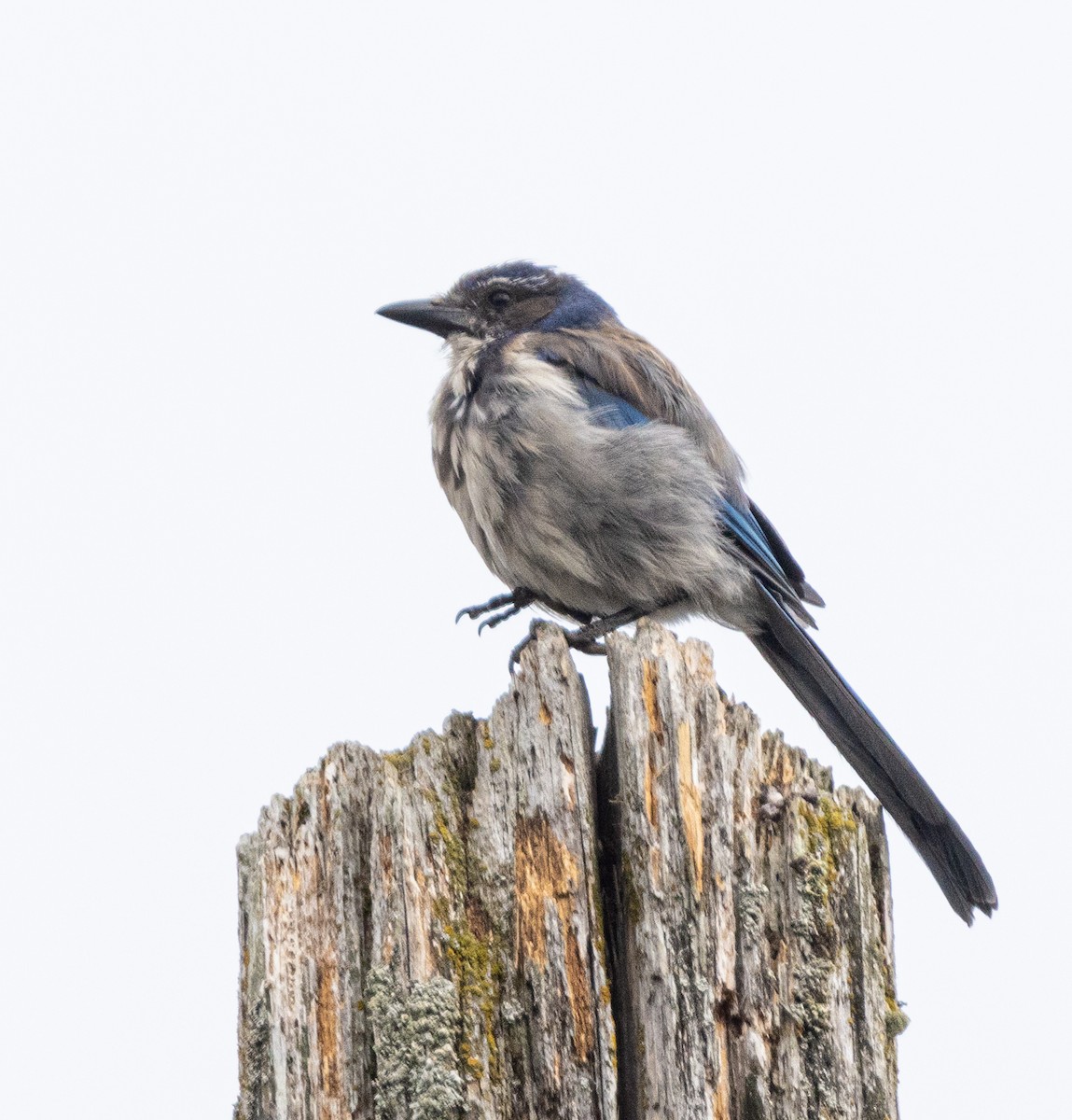 California Scrub-Jay - ML606079501