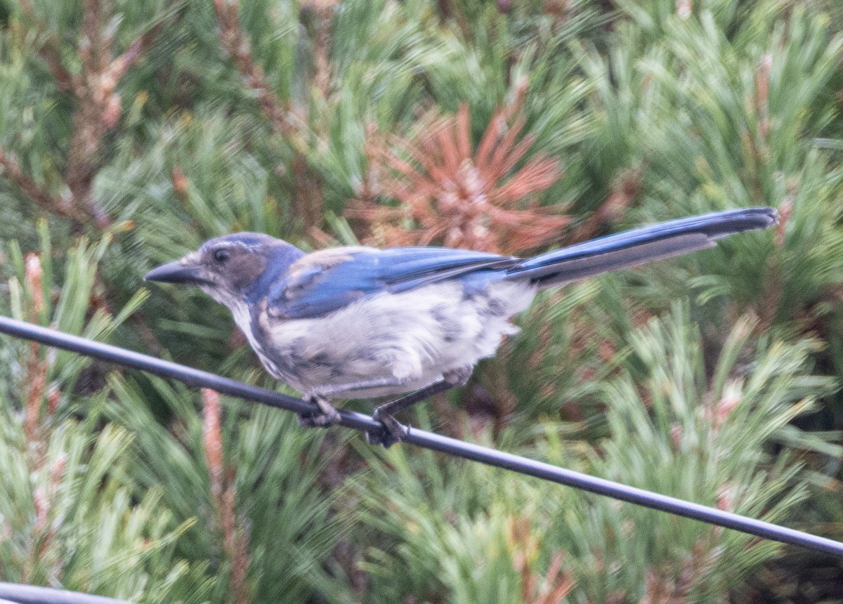 California Scrub-Jay - ML606079521