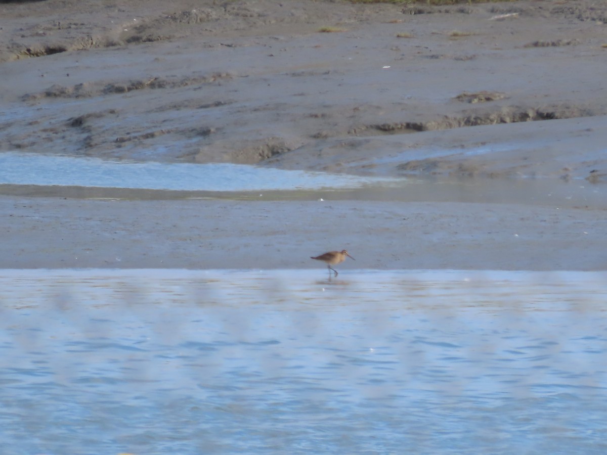 Bar-tailed Godwit - Laura Burke