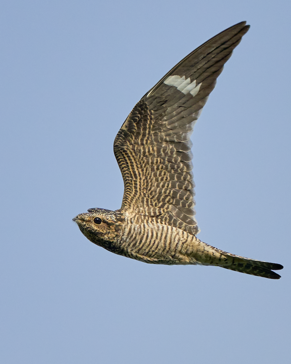 Common Nighthawk - ML606080251