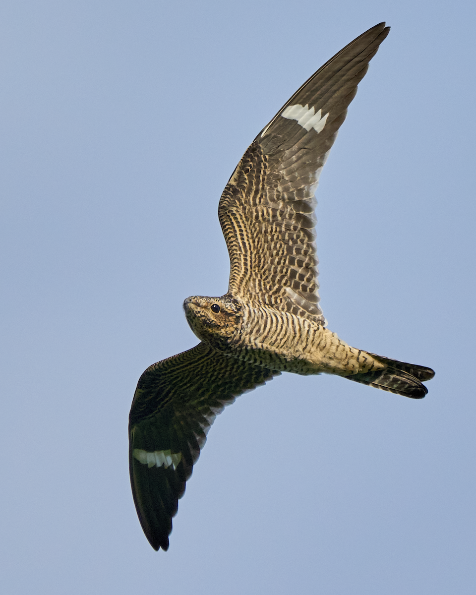 Common Nighthawk - ML606080261