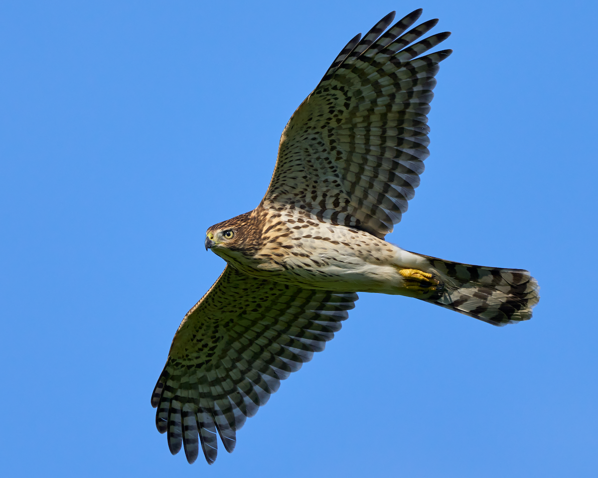 Cooper's Hawk - ML606080321