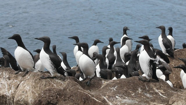 Common Murre - ML606080421