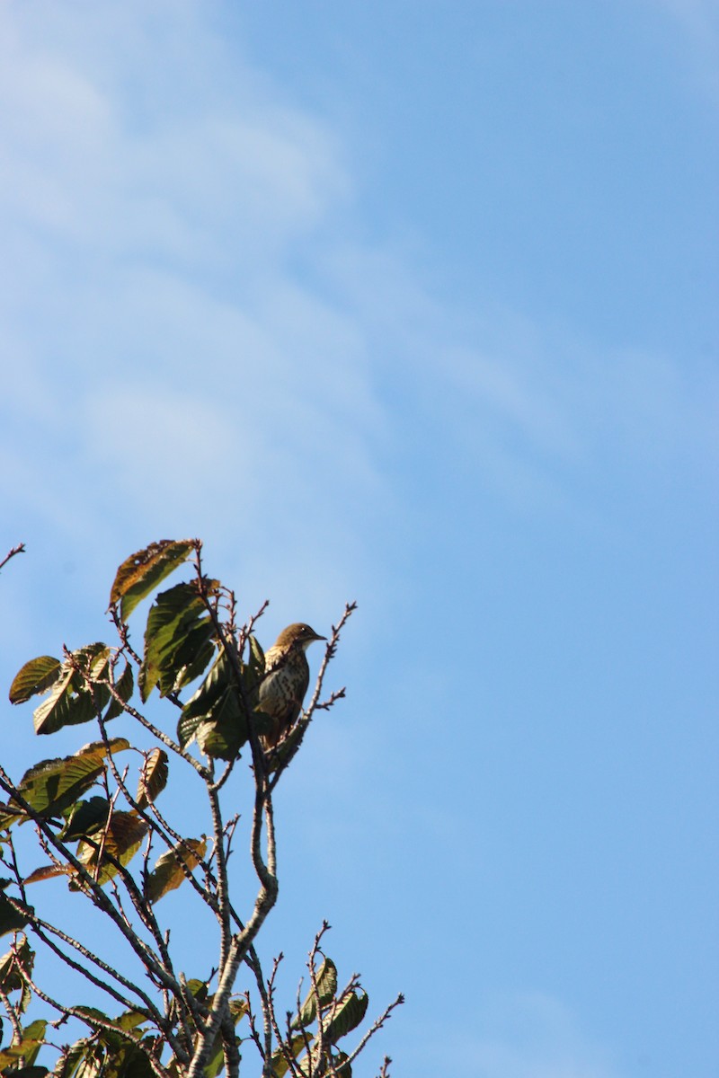 Song Thrush - ML60608061