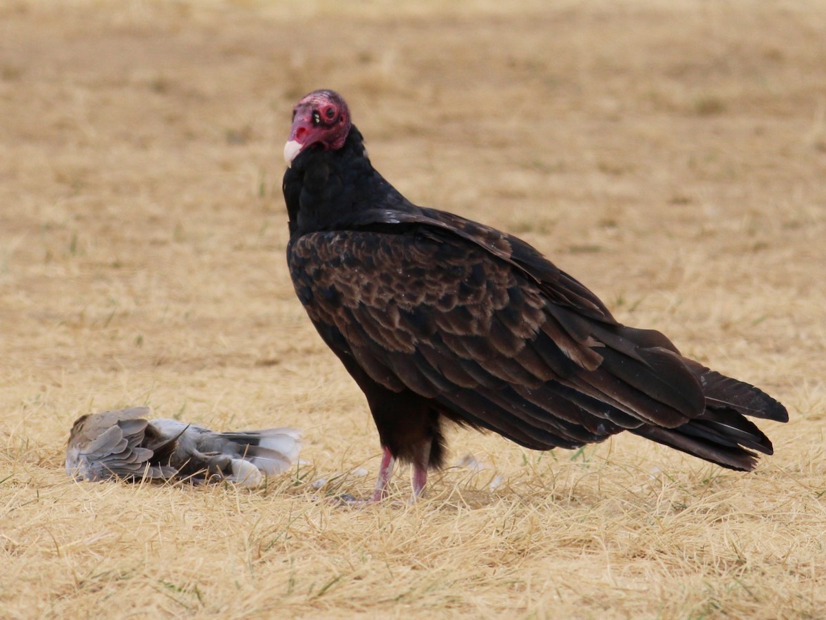 Turkey Vulture - ML606080731