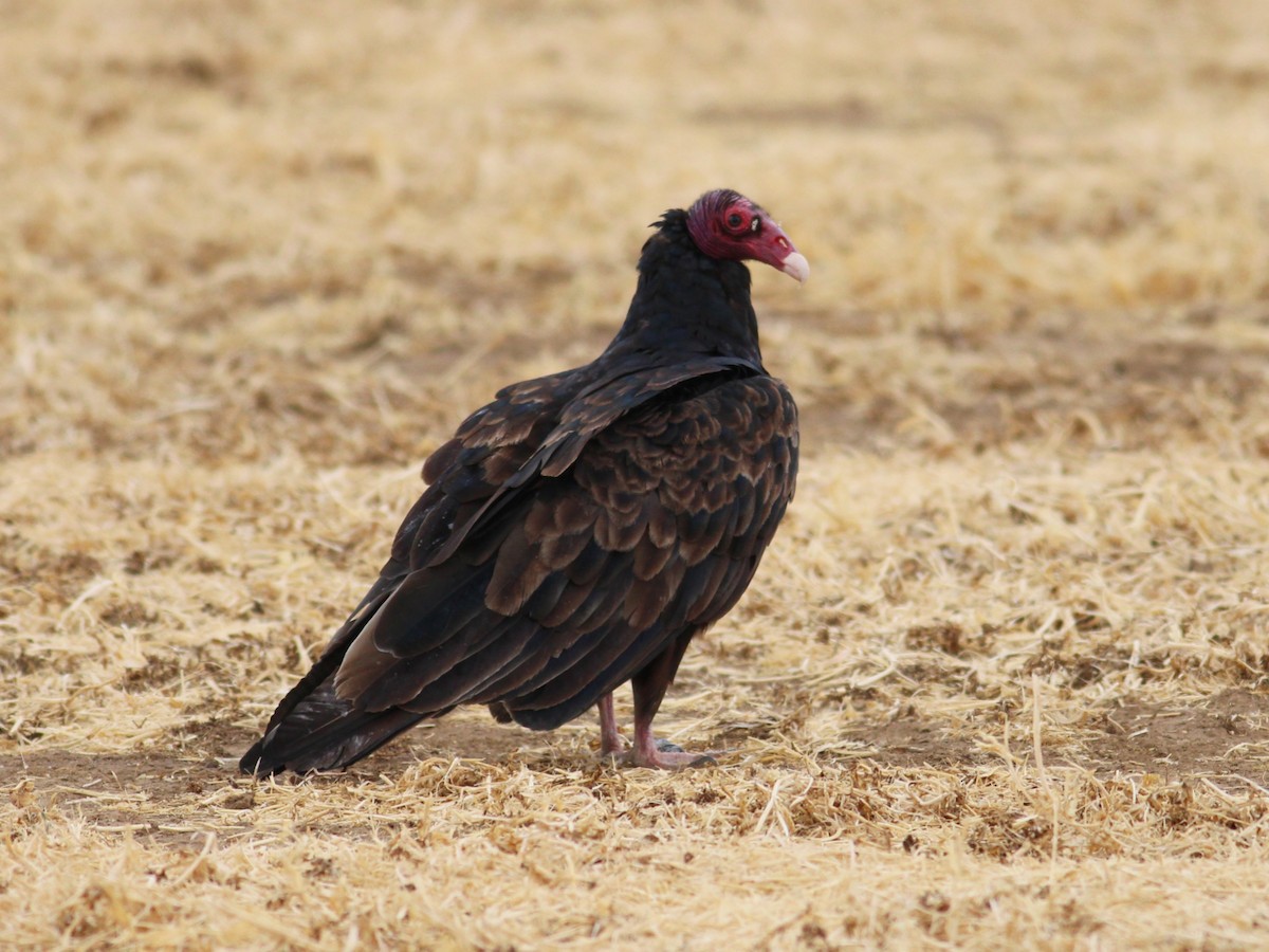 Turkey Vulture - ML606080741