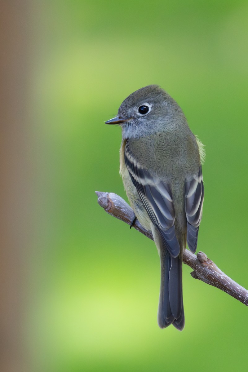 Hammond's Flycatcher - ML606082181
