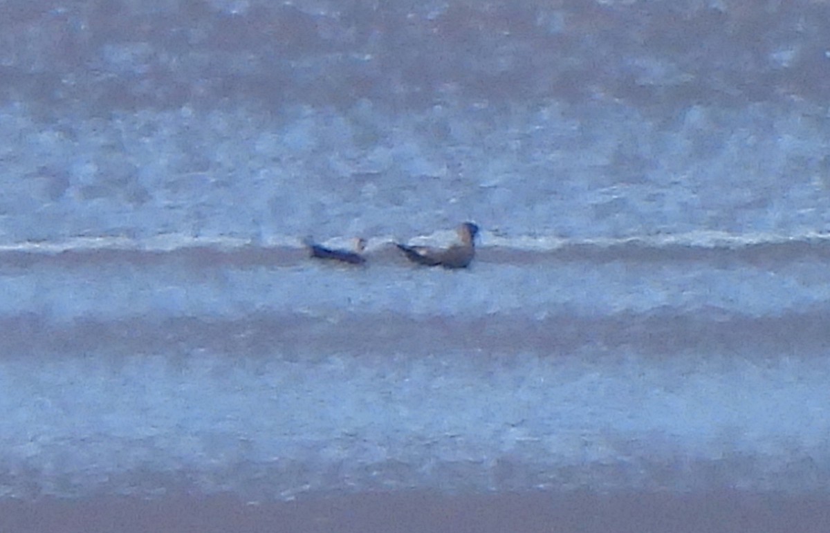 Heermann's Gull - ML606082331