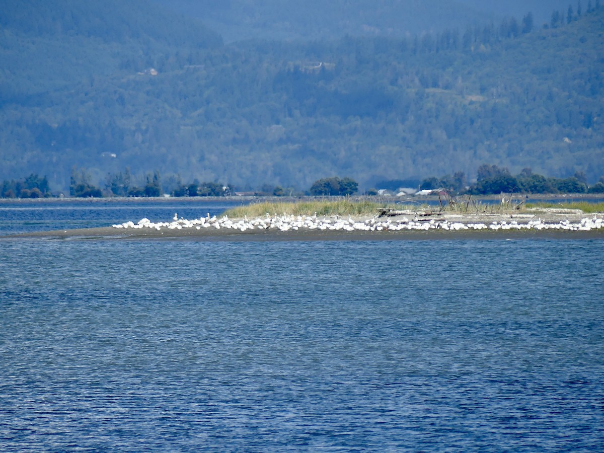 pelikán severoamerický - ML606082911
