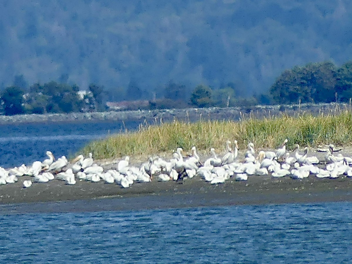 Brown Pelican - Philip Dickinson