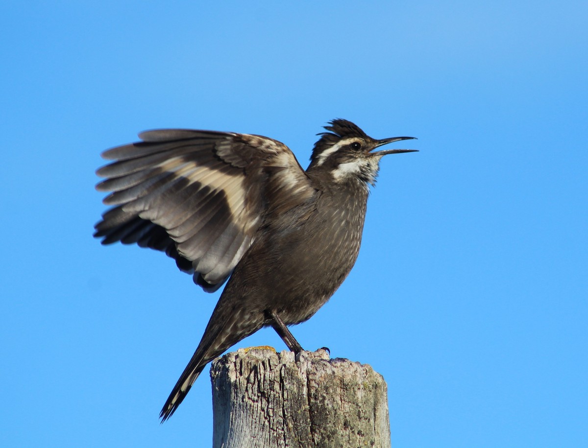 Dark-bellied Cinclodes - ML606084691