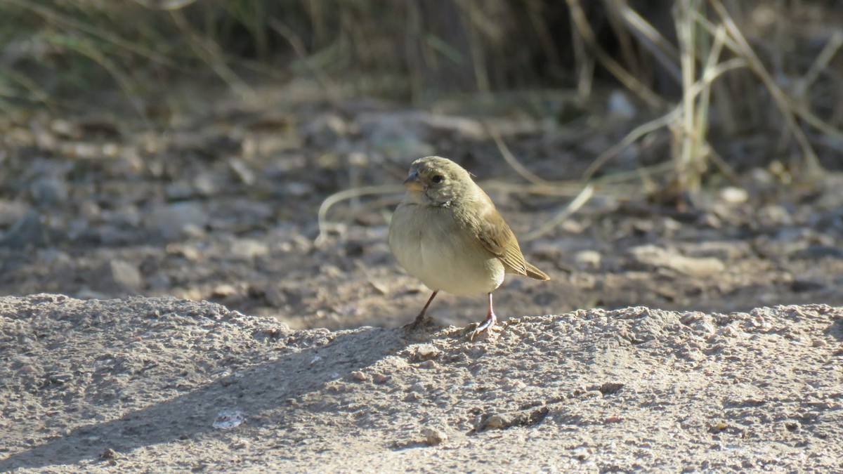 Dull-colored Grassquit - ML606084741