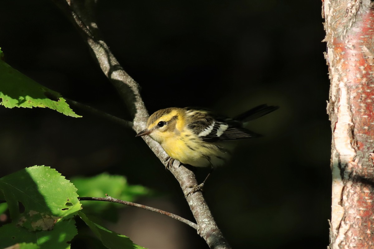 Blackburnian Warbler - ML606085201