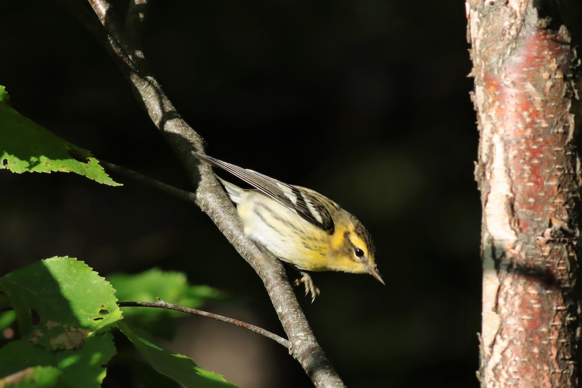 Blackburnian Warbler - ML606085221