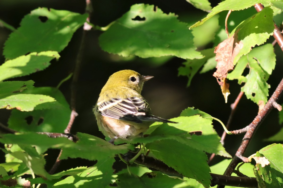 Bay-breasted Warbler - ML606085611