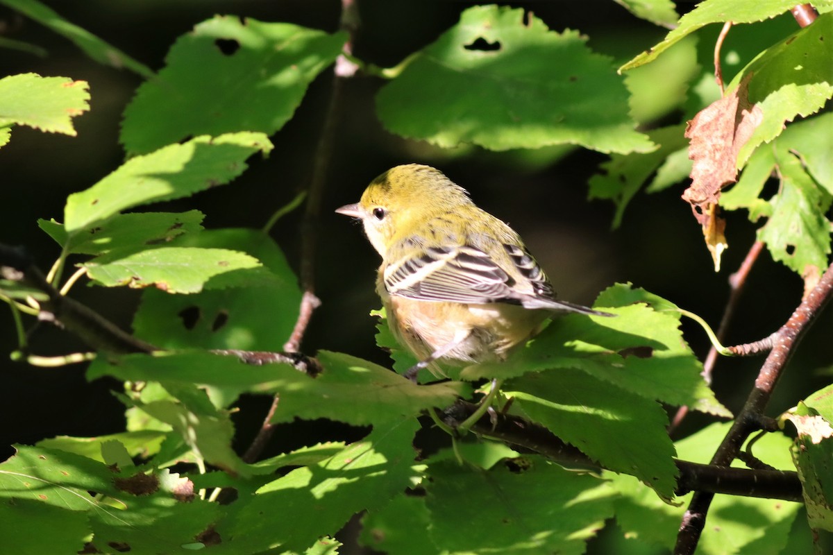 Bay-breasted Warbler - ML606085621