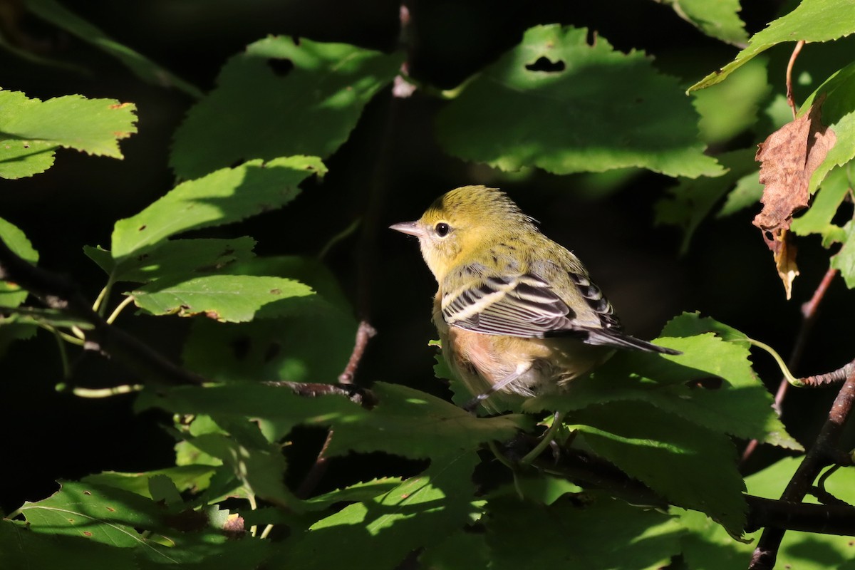 Bay-breasted Warbler - ML606085631