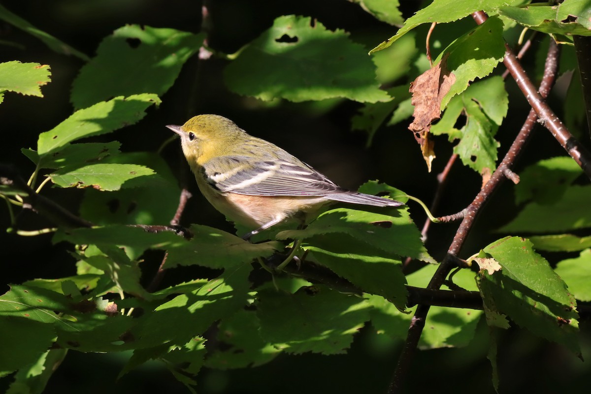 Bay-breasted Warbler - ML606085641