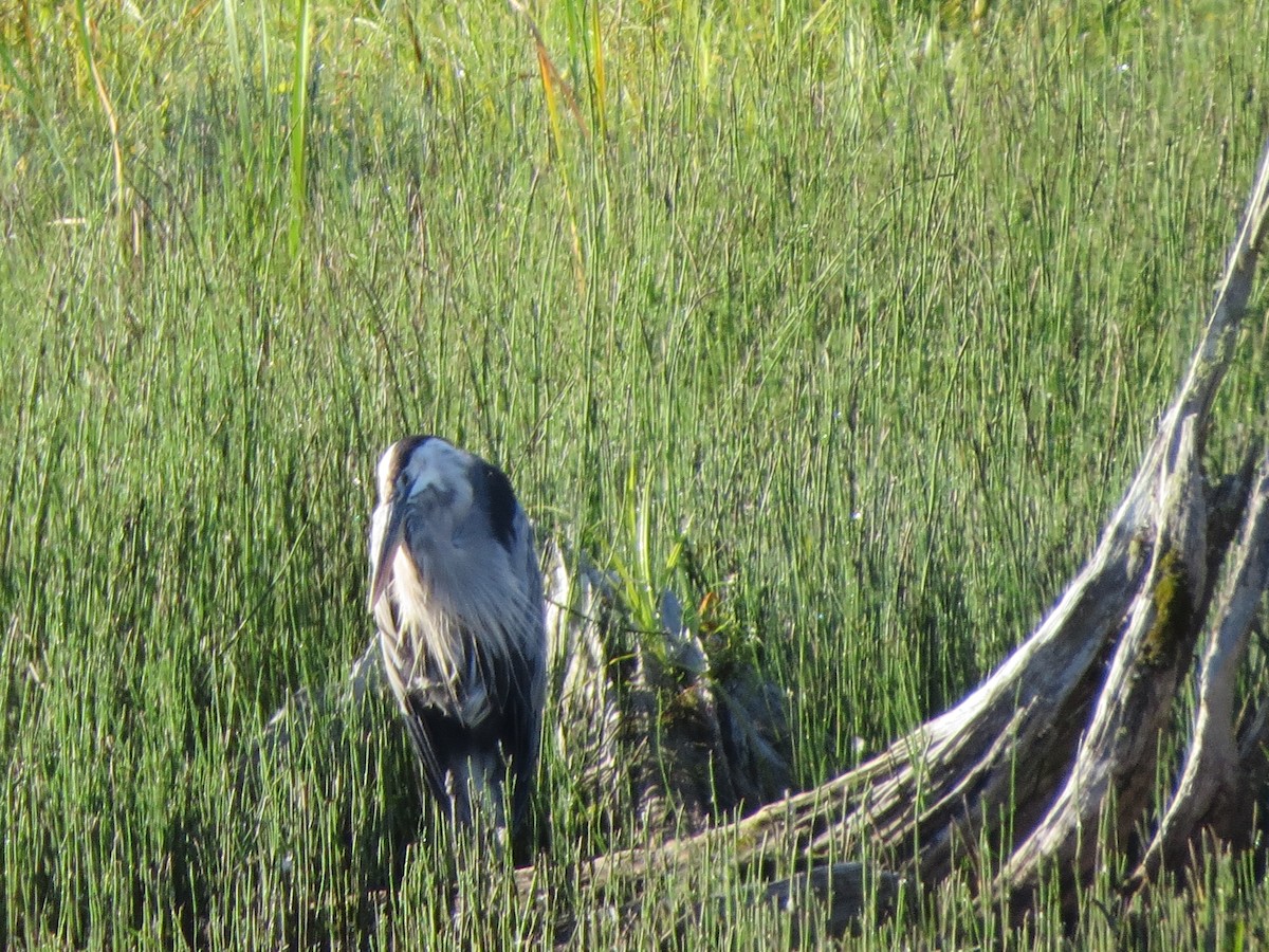 Great Blue Heron - ML606085721