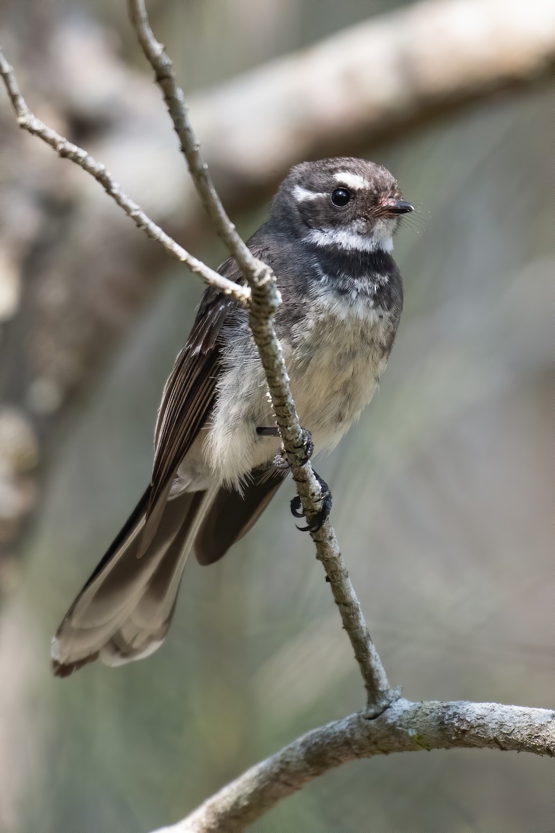 Gray Fantail - ML606086451