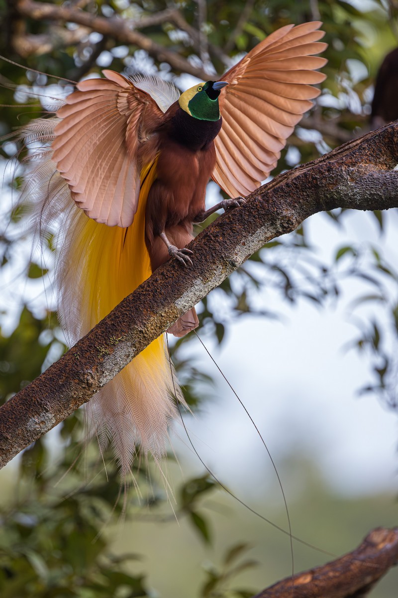 Greater Bird-of-Paradise - Yann Muzika