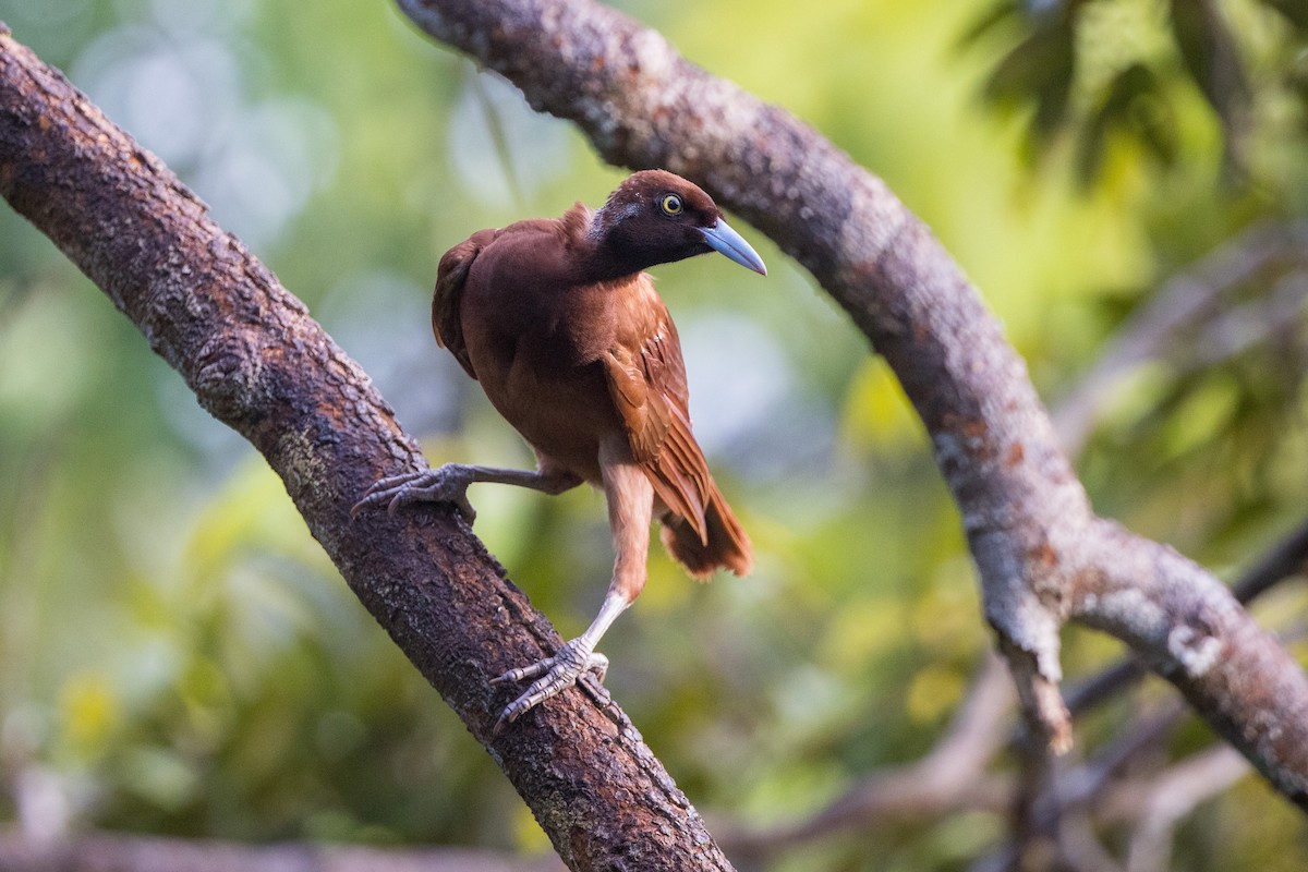 Greater Bird-of-Paradise - ML606086701