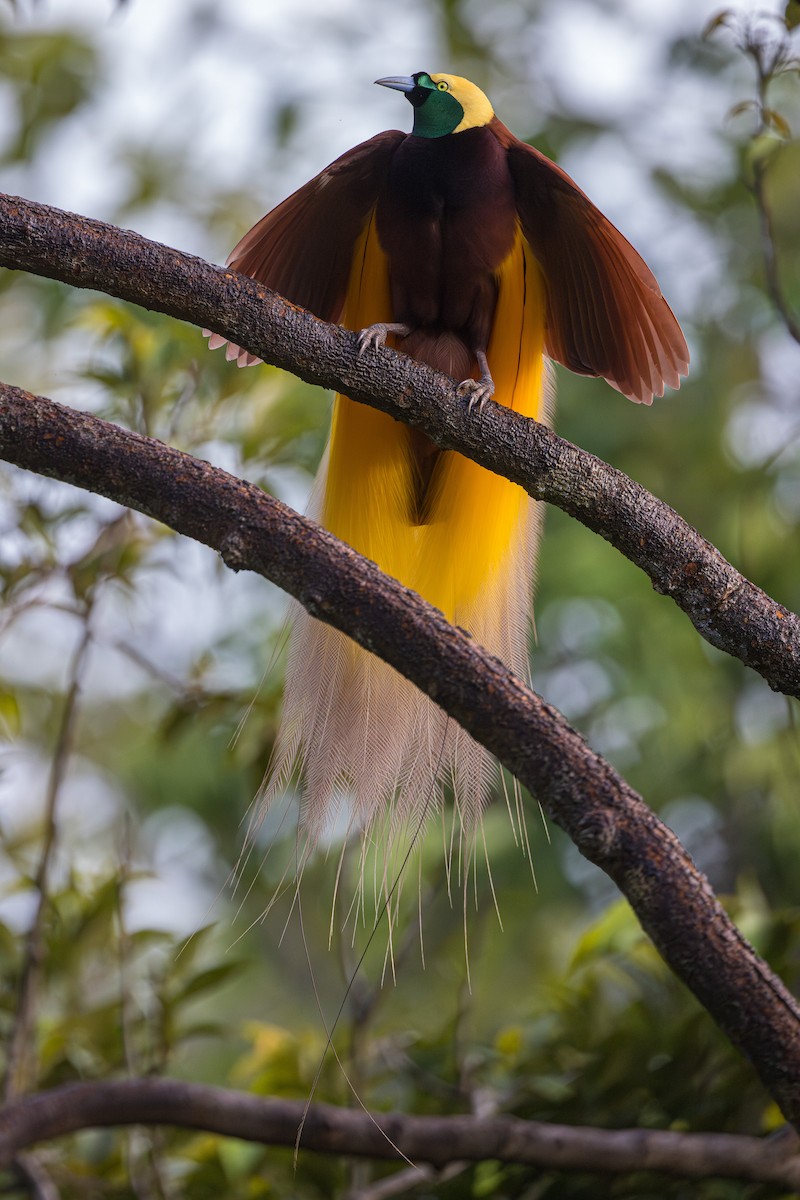 Greater Bird-of-Paradise - ML606086731