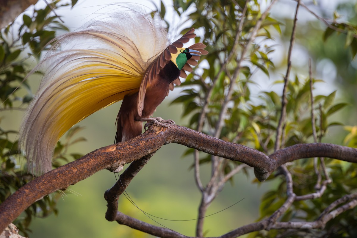 Greater Bird-of-Paradise - Yann Muzika