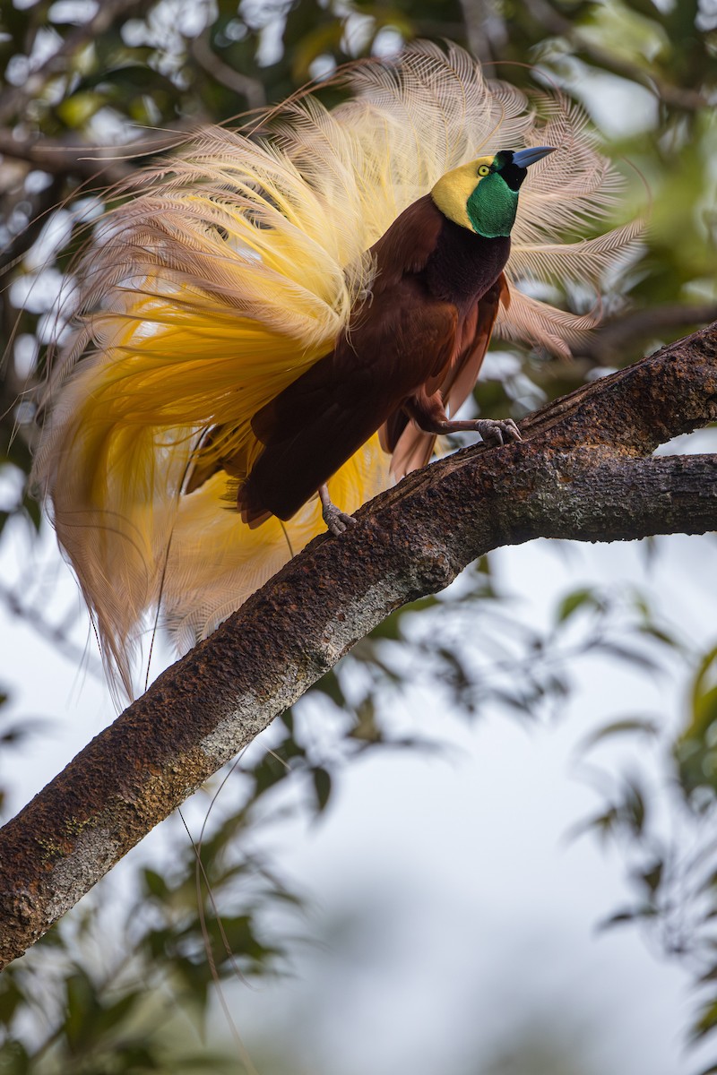 Greater Bird-of-Paradise - ML606086751