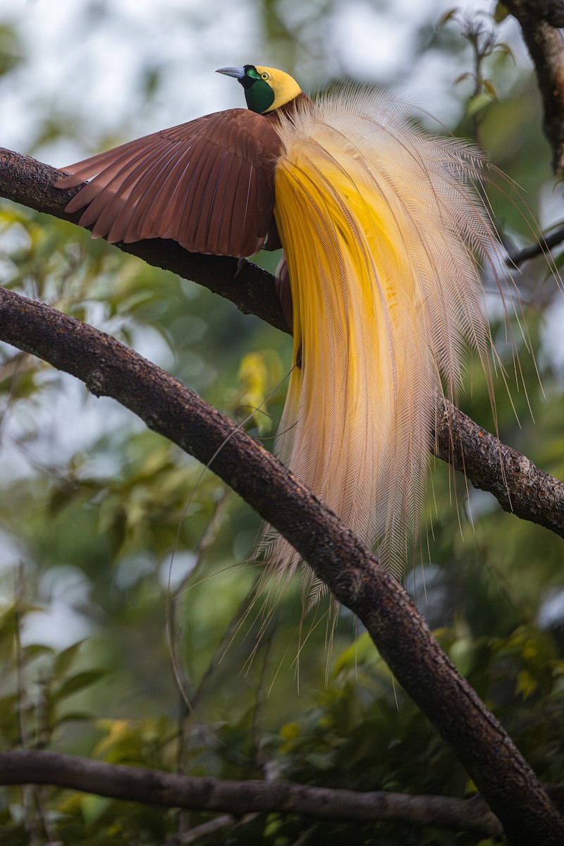 Greater Bird-of-Paradise - ML606086771