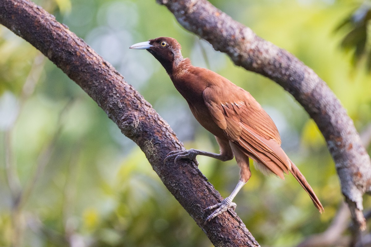 Greater Bird-of-Paradise - ML606086791