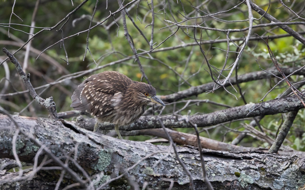 Black-crowned Night Heron - ML606087961