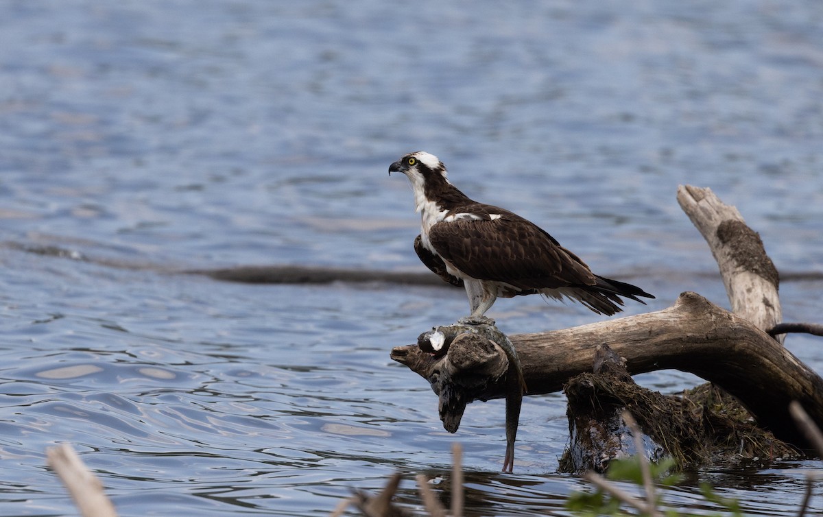 Osprey (carolinensis) - ML606088631