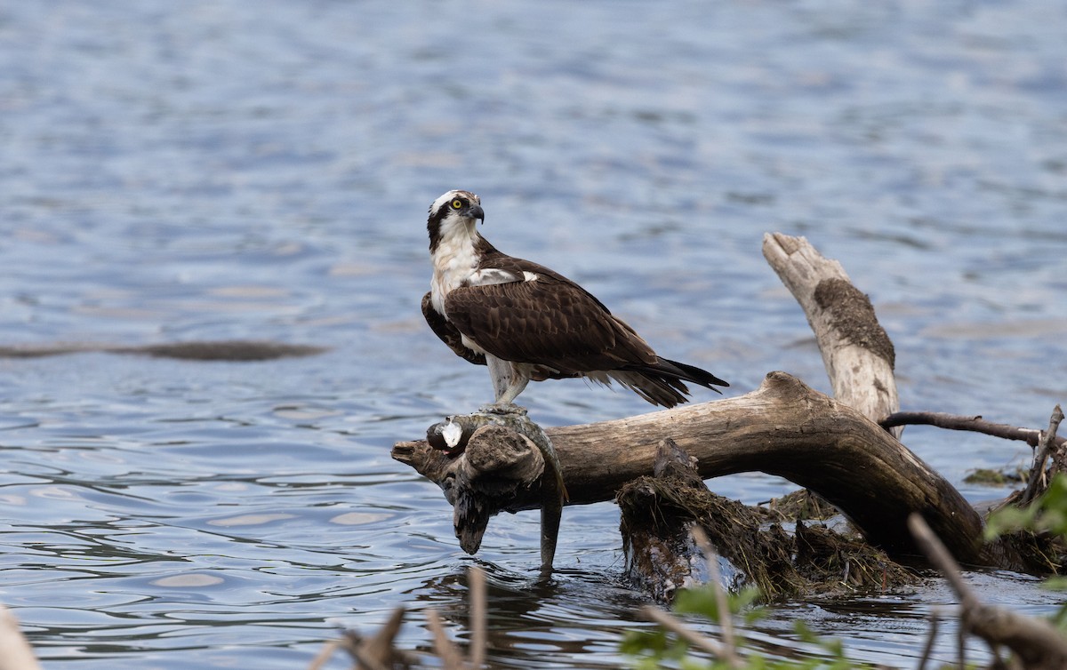 Osprey (carolinensis) - ML606088641