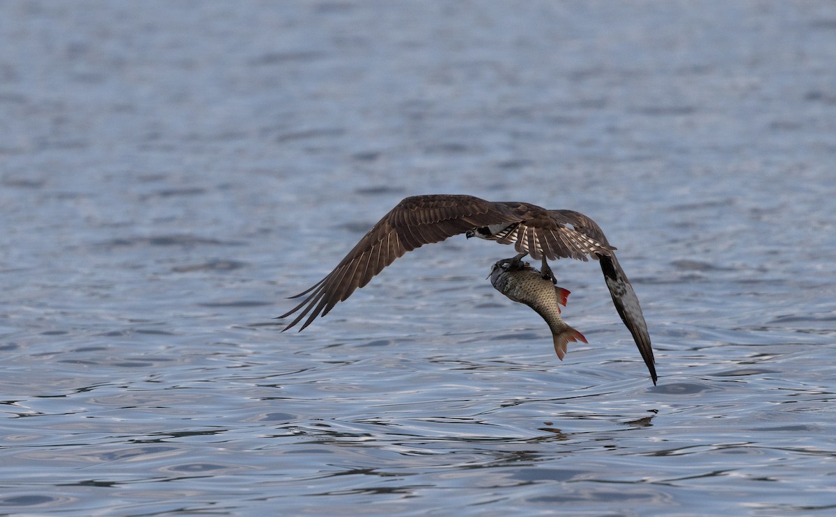 Osprey (carolinensis) - ML606088671