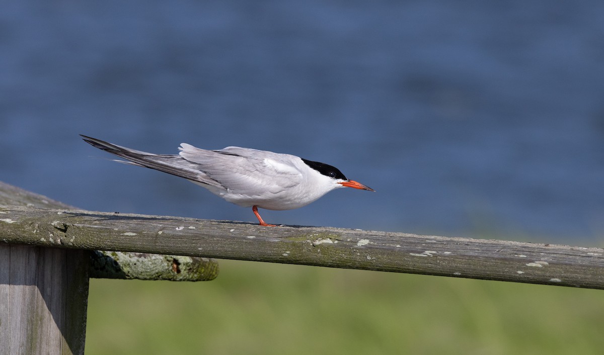 Forster's Tern - ML606089051