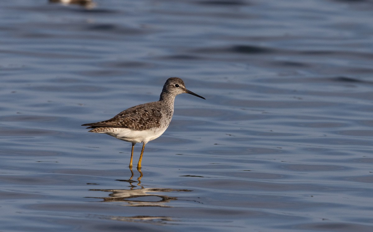 Lesser Yellowlegs - Jay McGowan