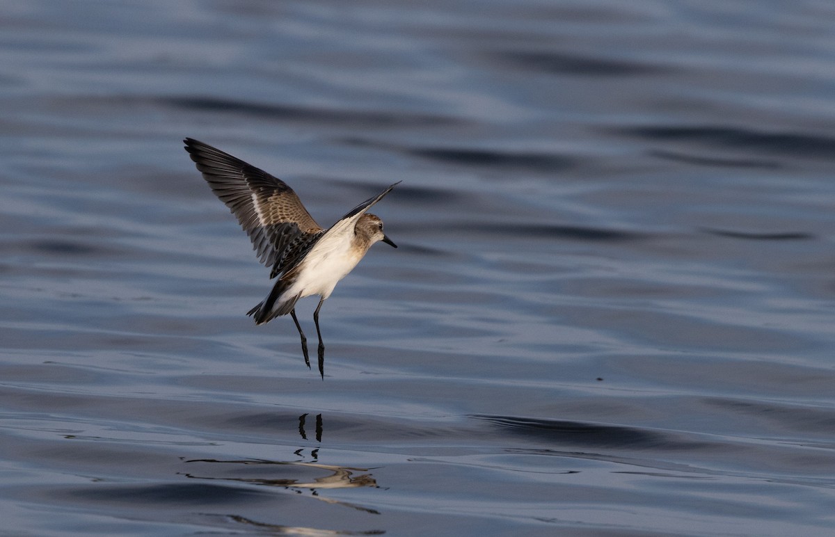 Semipalmated Sandpiper - Jay McGowan