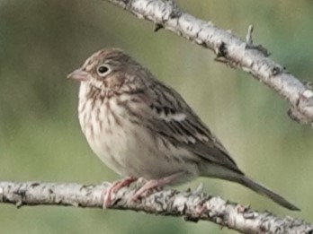 Vesper Sparrow - ML606089701