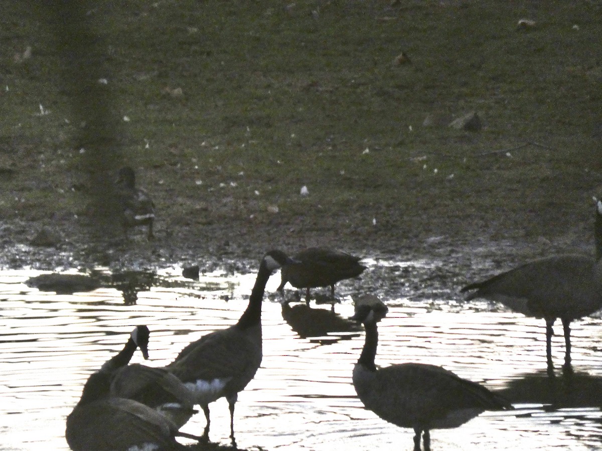 American Black Duck - ML606089981