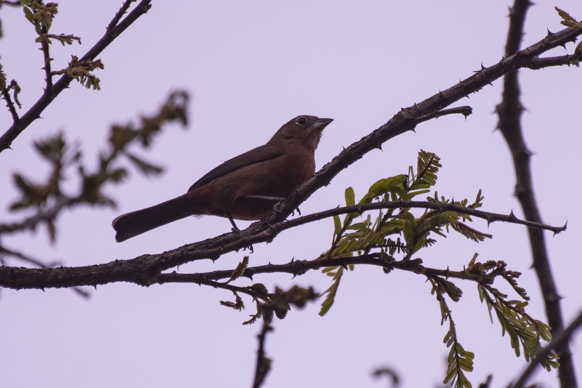 Red-crested Finch - ML606090811