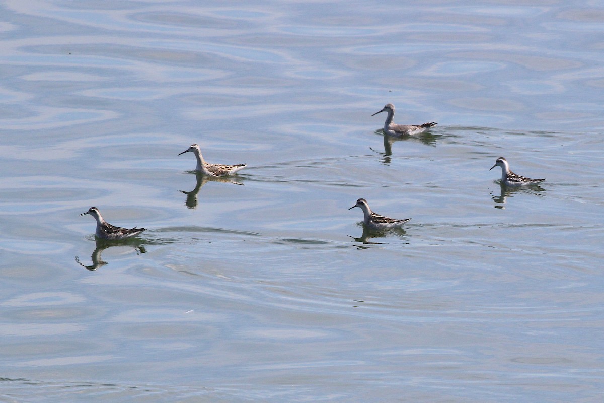 Wilson's Phalarope - Becky Harbison