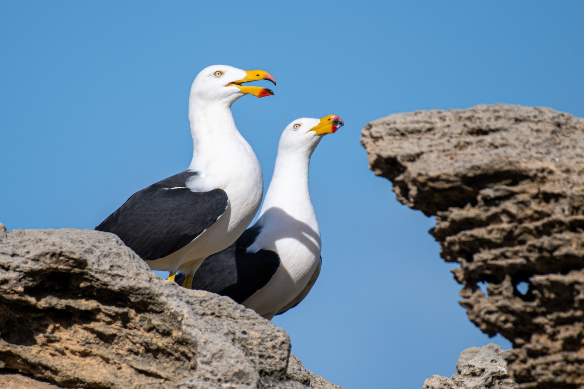 Gaviota de Tasmania - ML606092531