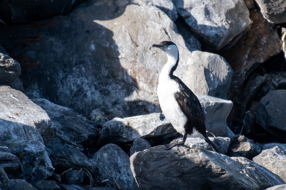 Black-faced Cormorant - Roger MacKertich