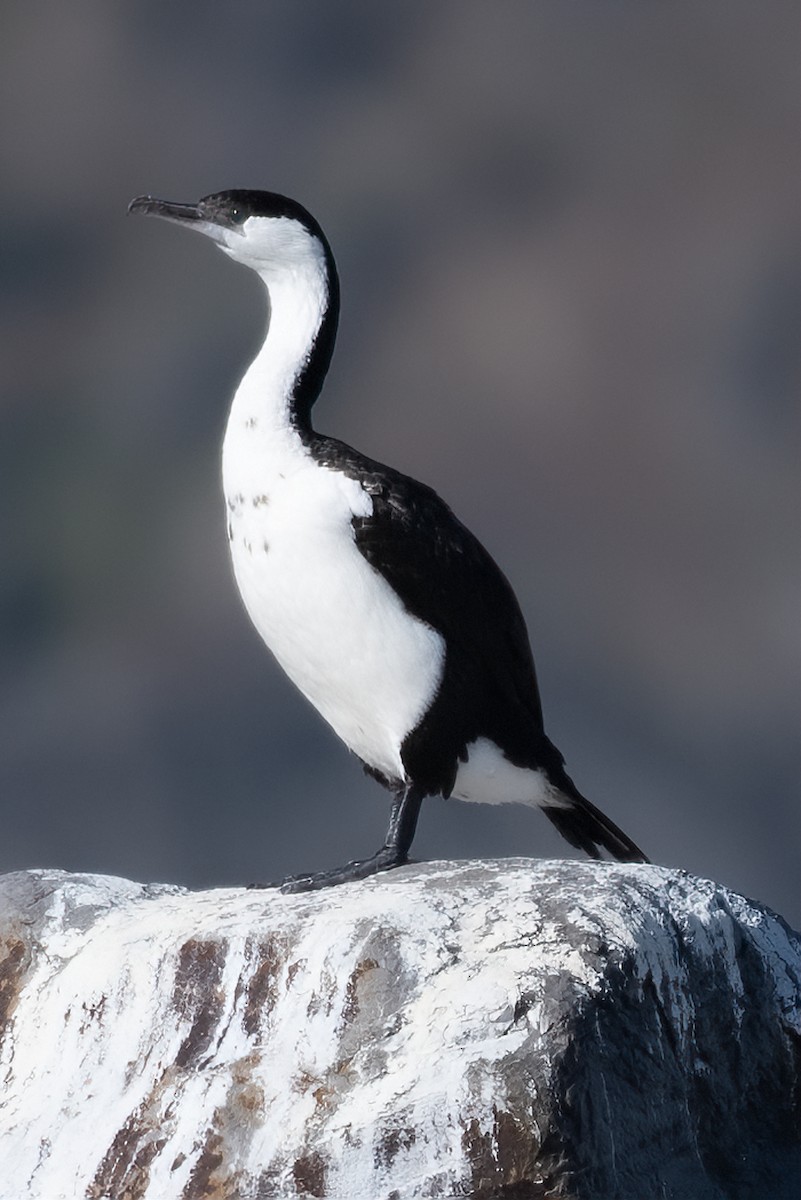 Black-faced Cormorant - ML606092641